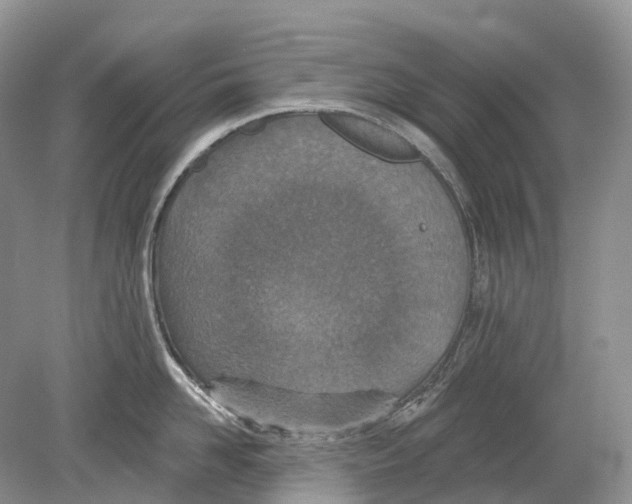 X0000078830958200612041810