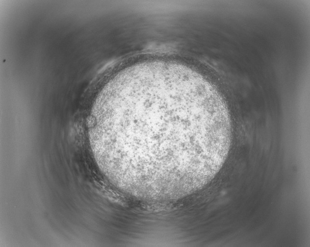 X0000078831254200612041804