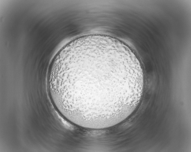 X0000078831294200612041803