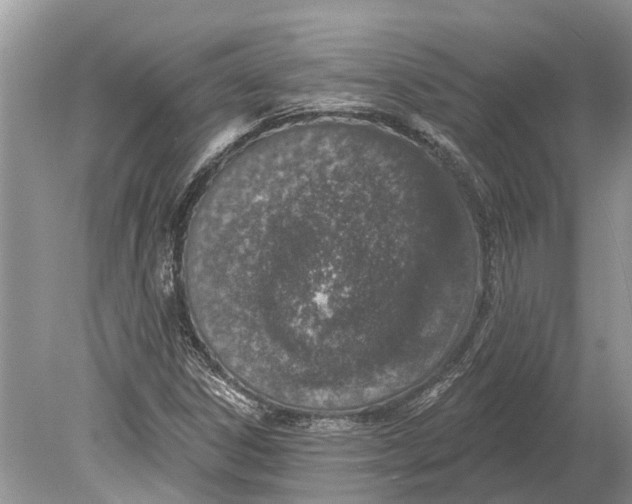 X0000078831306200612041803