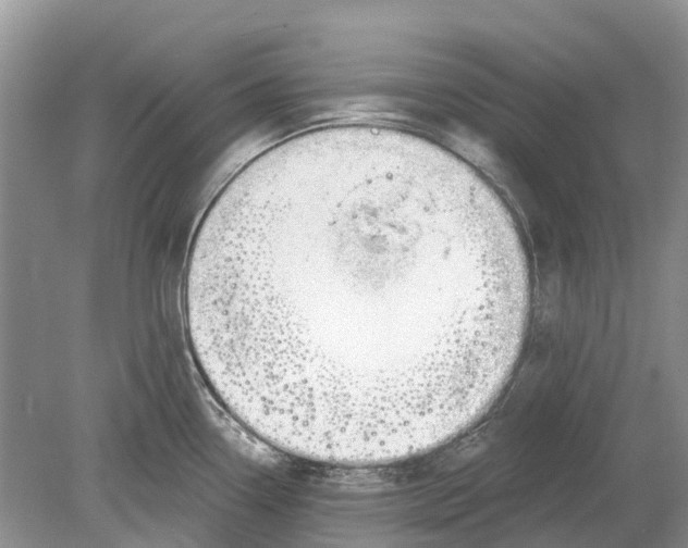 X0000078831338200612041803