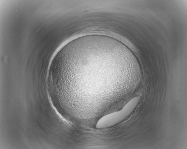 X0000078831536200612041800