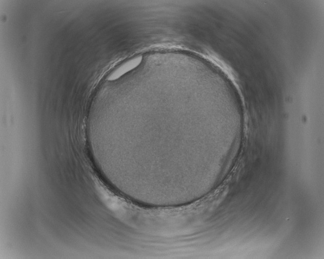 X0000078830009200612111531