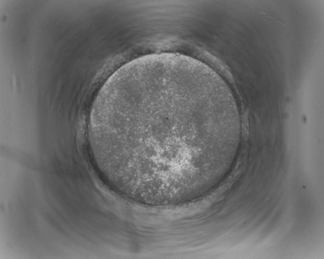 X0000078830018200612111531