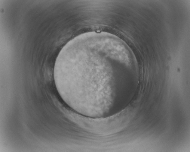 X0000078830039200612111531