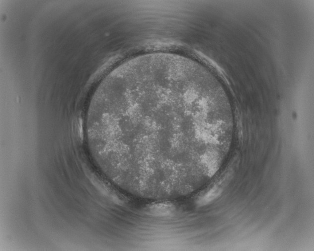 X0000078830067200612111530