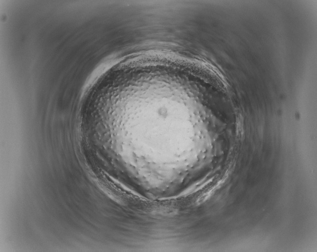 X0000078830101200612111529