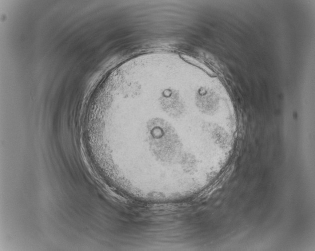 X0000078830145200612111528