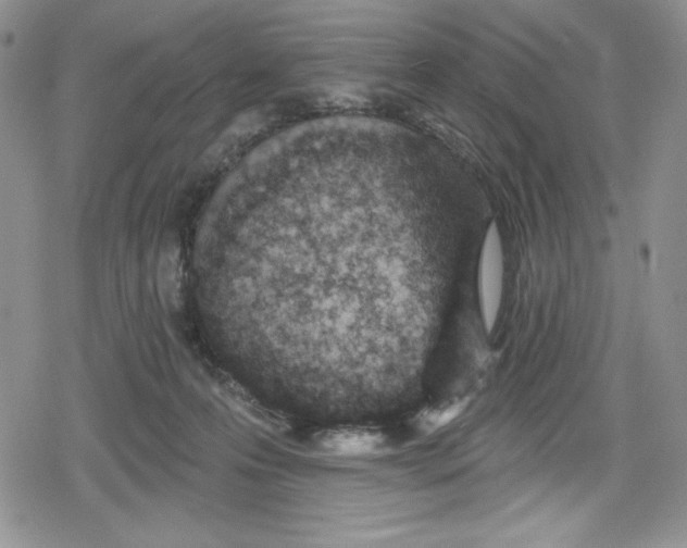 X0000078830223200612111527