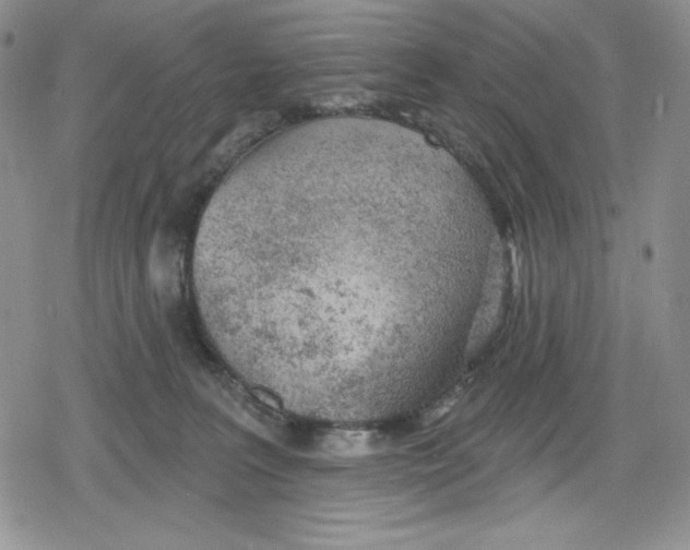 X0000078830227200612111527