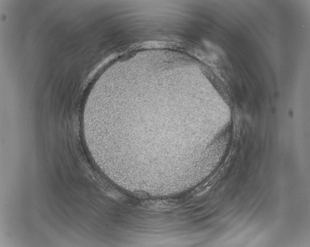 X0000078830297200612111526