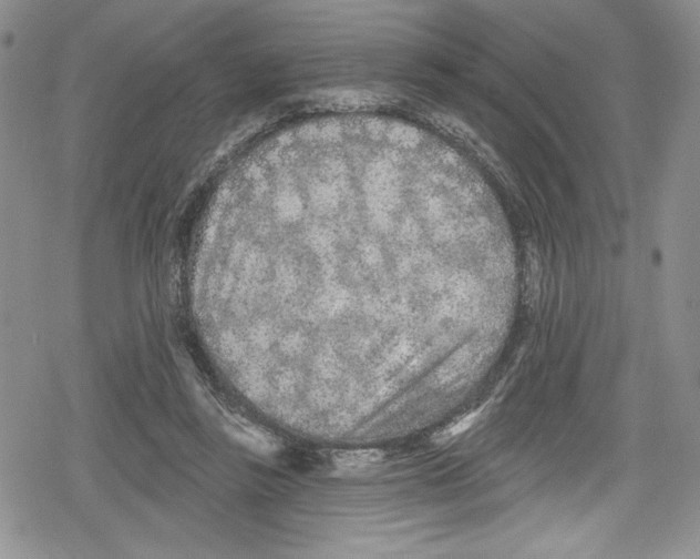 X0000078830355200612111525