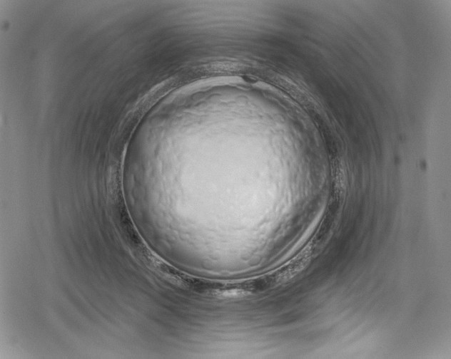 X0000078830360200612111525