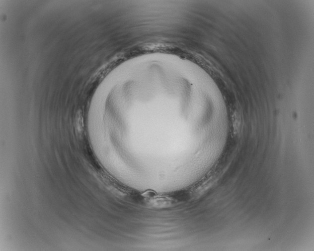 X0000078830372200612111525