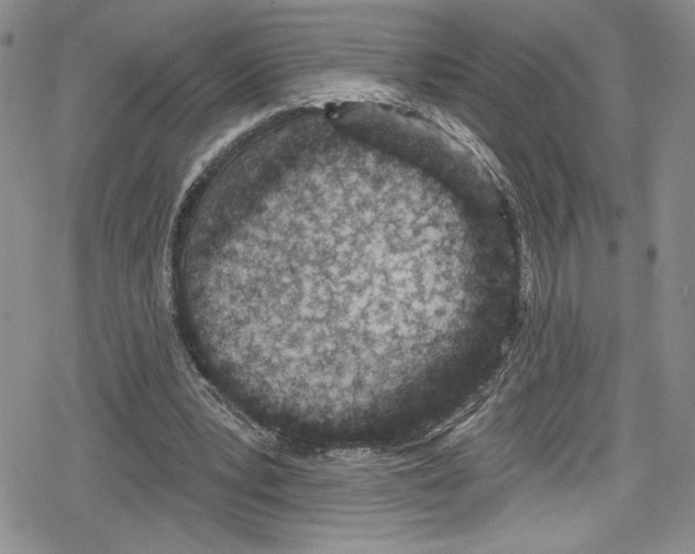 X0000078830391200612111525