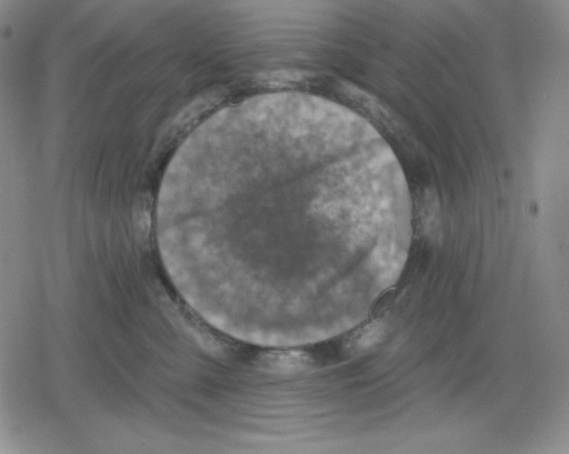 X0000078830427200612111524