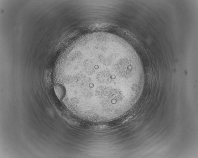 X0000078830695200612111520