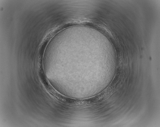 X0000078830736200612111519