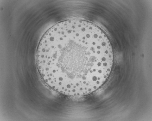 X0000078830856200612111518