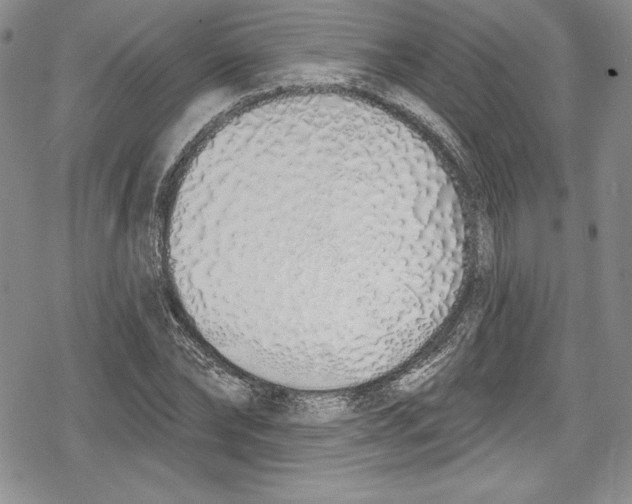 X0000078830878200612111517