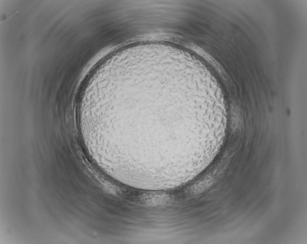 X0000078830886200612111517