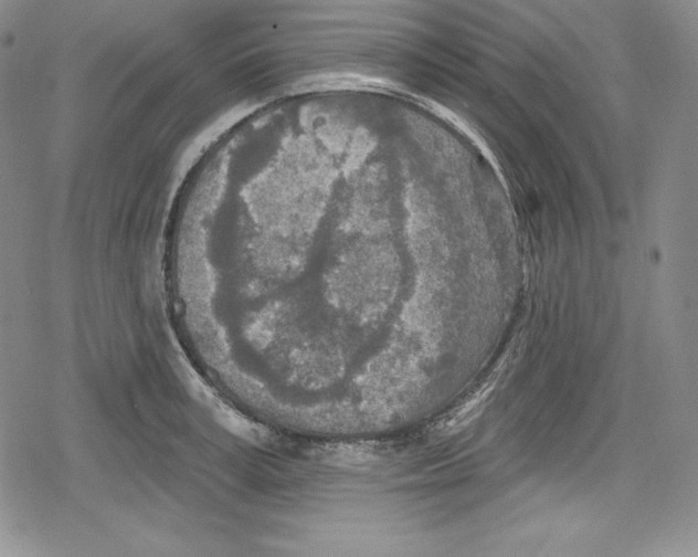 X0000078830995200612111515