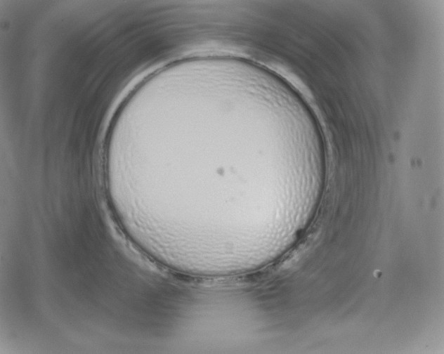 X0000078831008200612111515