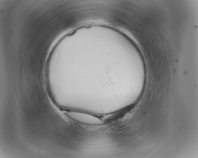 X0000078831056200612111515