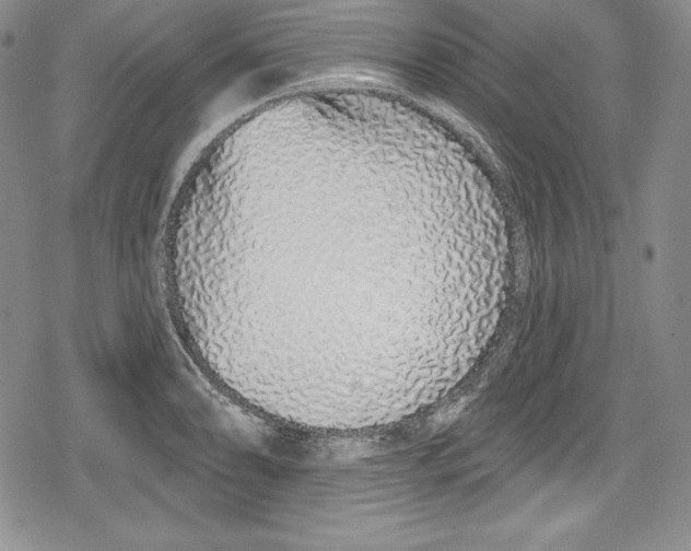 X0000078831086200612111513