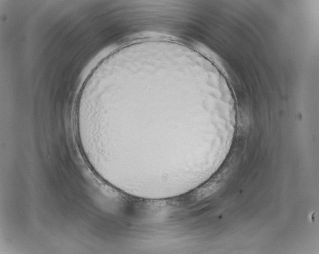 X0000078831098200612111513