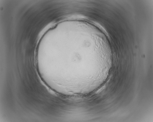 X0000078831103200612111513