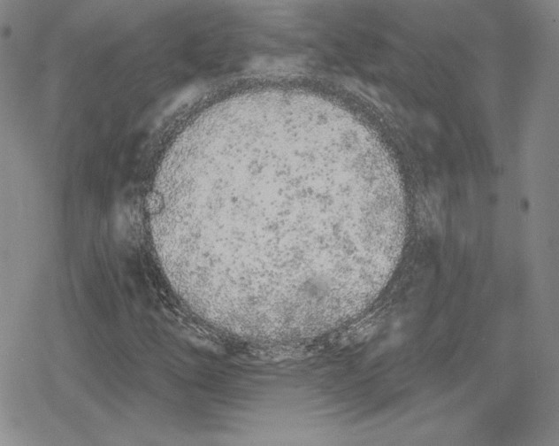 X0000078831254200612111510