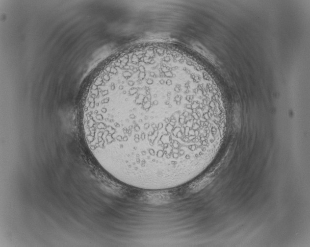 X0000078831258200612111510