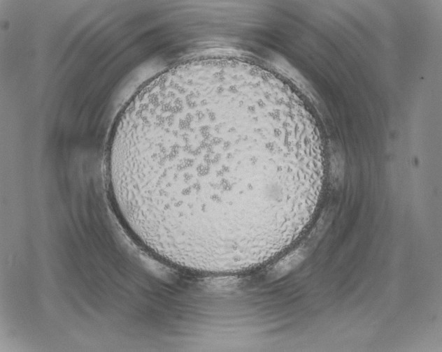 X0000078831282200612111510