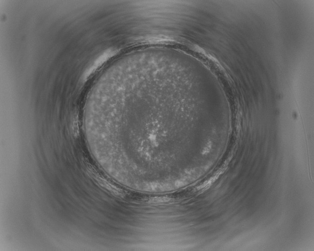 X0000078831306200612111509