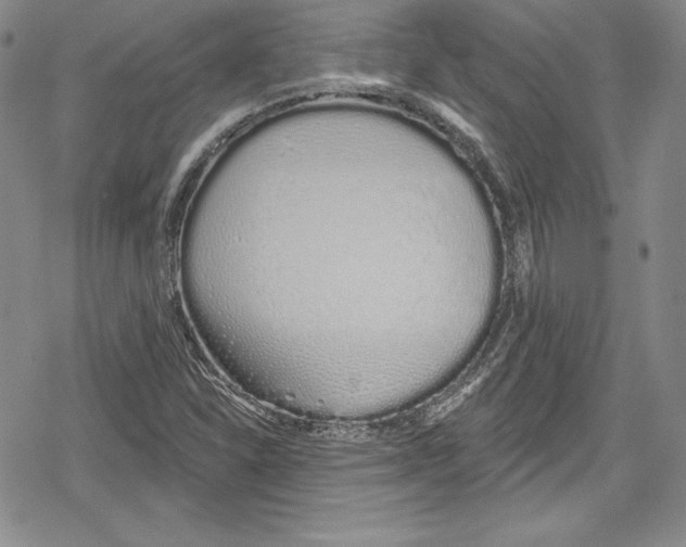 X0000078831310200612111509