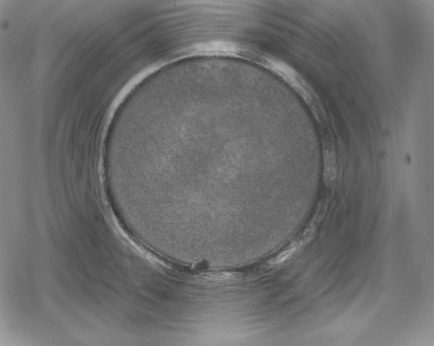 X0000078831331200612111510