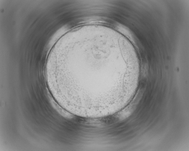 X0000078831338200612111510