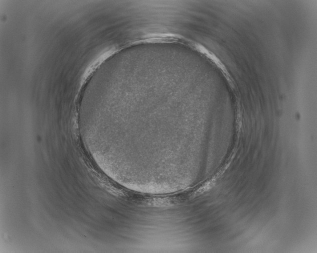 X0000078831362200612111509