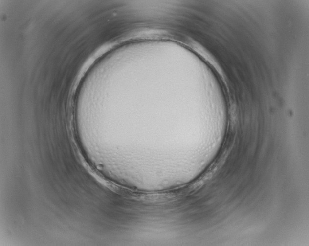 X0000078831437200612111508