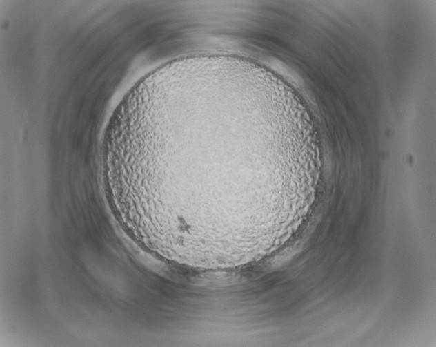 X0000078831478200612111507