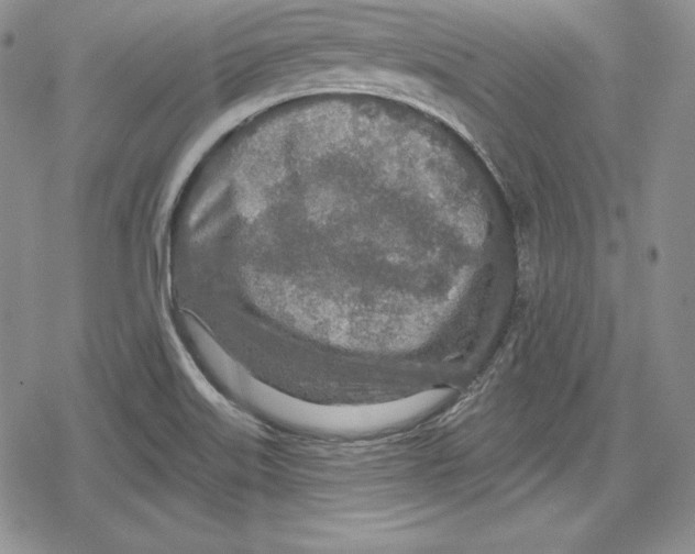 X0000078831515200612111506