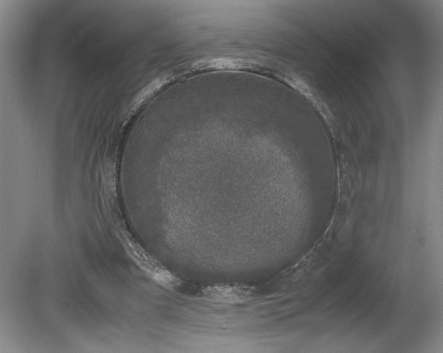 X0000078840297200611131156