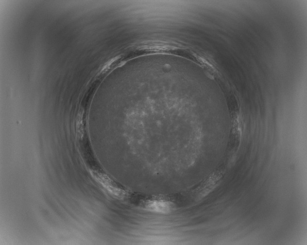 X0000078840360200611131155