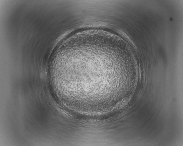 X0000078840483200611131152