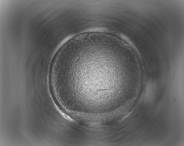 X0000078841237200611131140