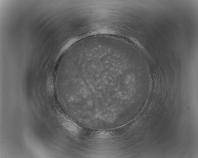 X0000078841266200611131139