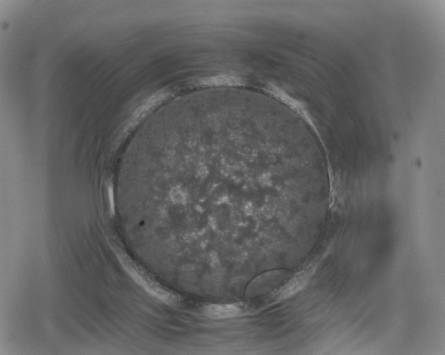 X0000078840061200611201324