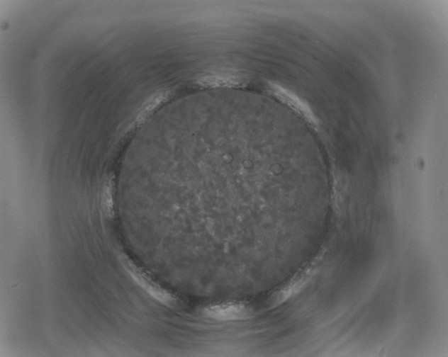 X0000078840065200611201324