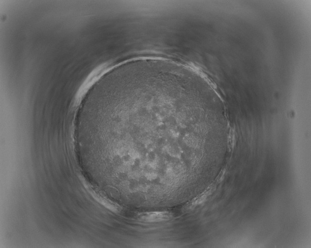 X0000078840151200611201322